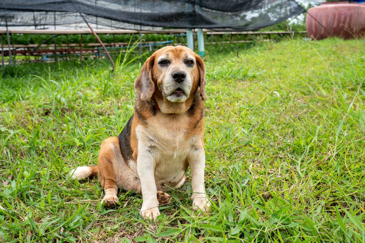 Imagen destacada de “Cómo mejorar la calidad de vida de los perros mayores mediante terapias asistidas”