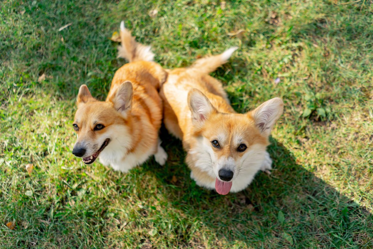 Imagen destacada de “Cómo los perros de terapia pueden ayudar a pacientes con autismo”