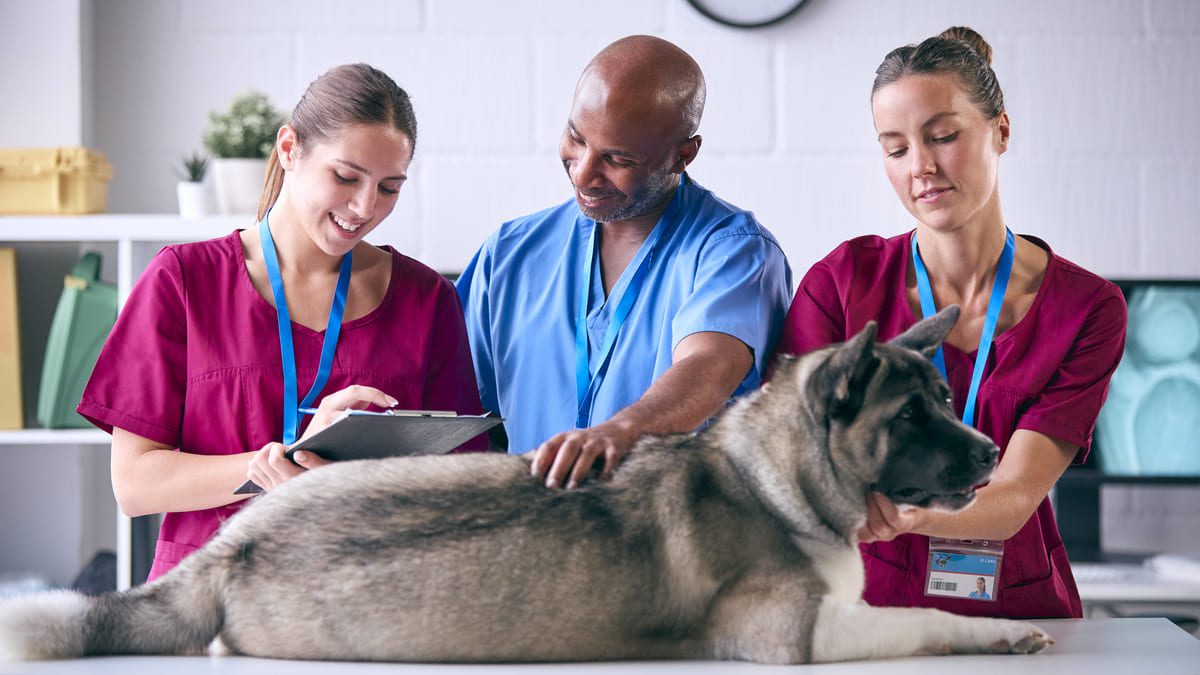 Imagen destacada de “¿Qué hace un auxiliar de veterinaria? Funciones”