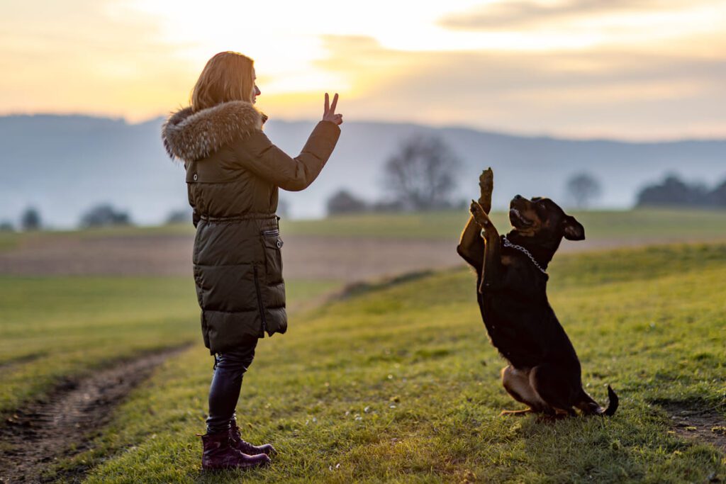 Principales técnicas de obediencia básica para perros
