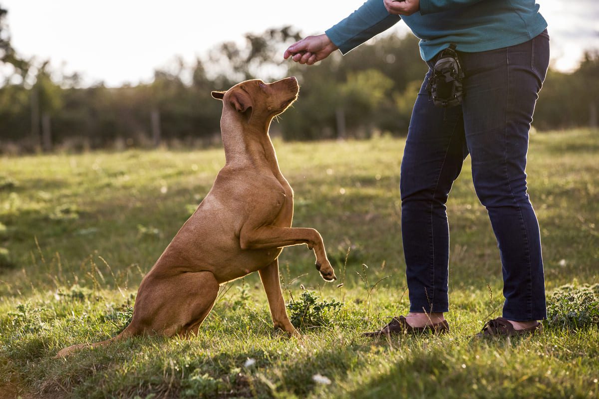 Imagen destacada de “Técnicas de obediencia básica para perros: guía para principiantes”