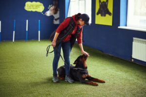 Imagen destacada de “Cómo se estructura una sesión de adiestramiento canino”