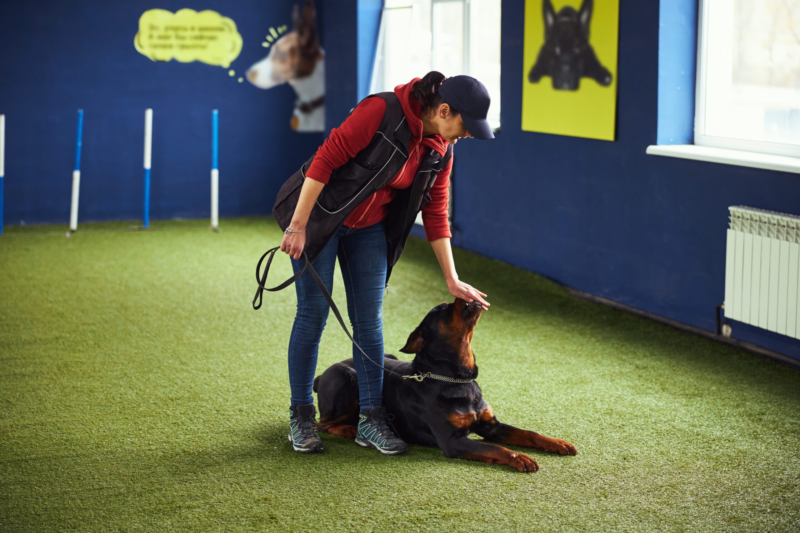 Imagen destacada de “Cómo se estructura una sesión de adiestramiento canino”