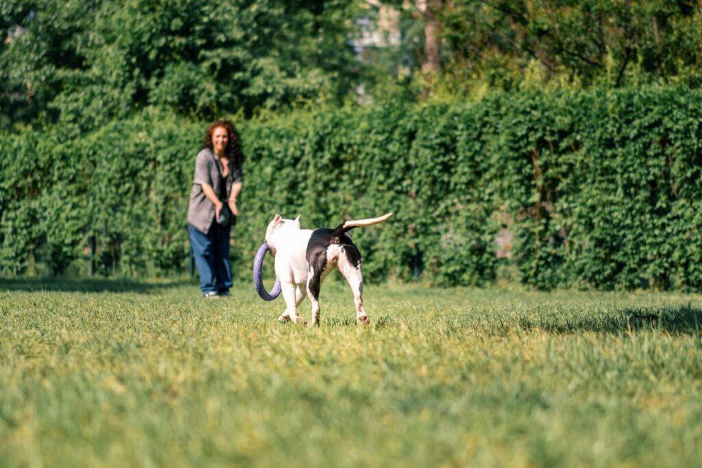Sesión de adiestramiento canino: Ejecución del entrenamiento principal