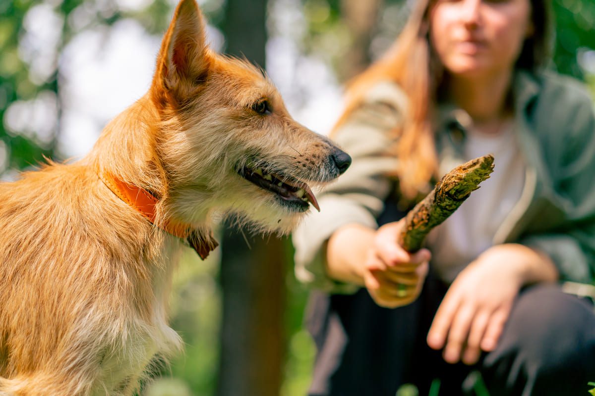 Imagen destacada de “¿Qué diferencias hay entre un adiestrador y un educador canino profesional?”