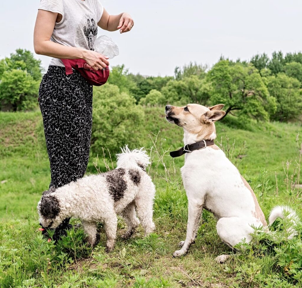 Qué es una sesión de adiestramiento canino