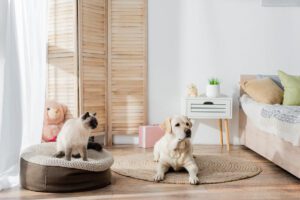 Imagen destacada de “Cómo aplicar técnicas de etología para mejorar la convivencia en hogares con varias mascotas”