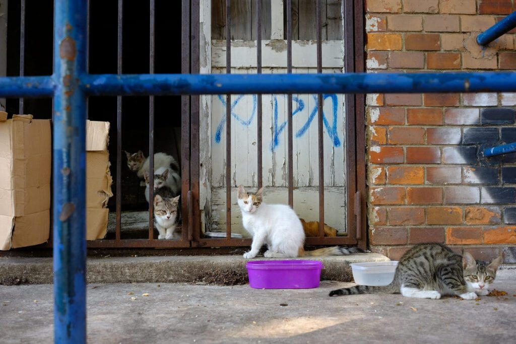 Estrategias etológicas para reducir el estrés en refugios