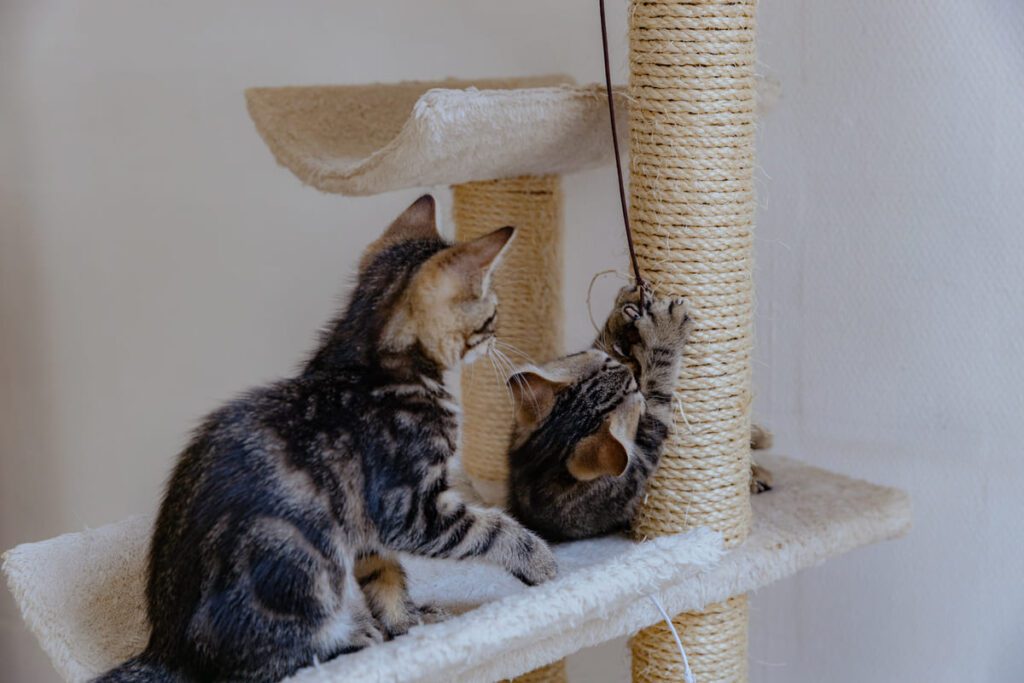 Intervención en gatos claves especiales