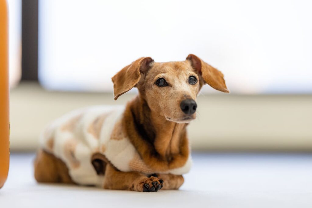Técnicas de etología orientadas a la comunicación animal