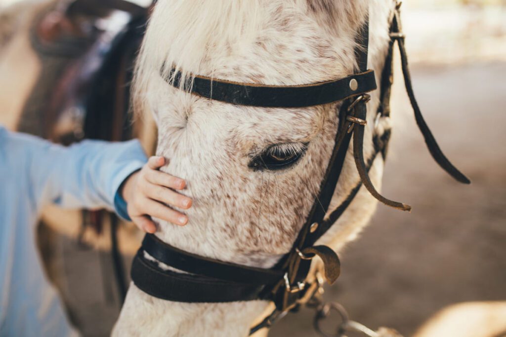 sesion de intervención asistida con caballos creando un vinculo de amistad entre el caballo y el humano.