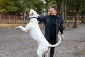 Imagen destacada de “Cómo empezar a trabajar como adiestrador canino desde cero”