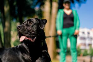 Imagen destacada de “Cómo conseguir clientes como adiestrador canino”