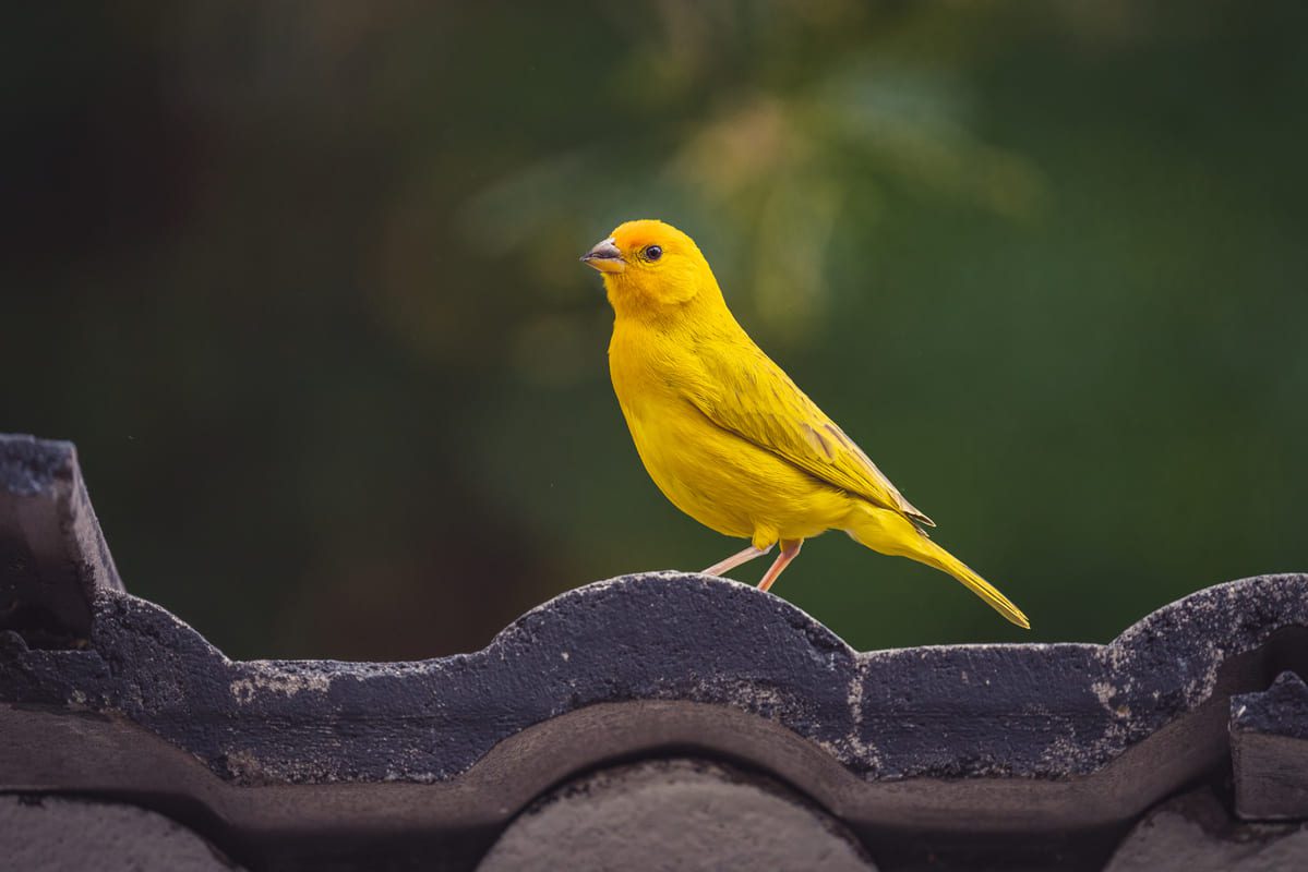 Ornitología: canaricultura, colombofilia y aves exóticas