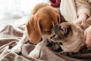 Imagen destacada de “¿Qué estudiar para trabajar con animales sin ser veterinario?”