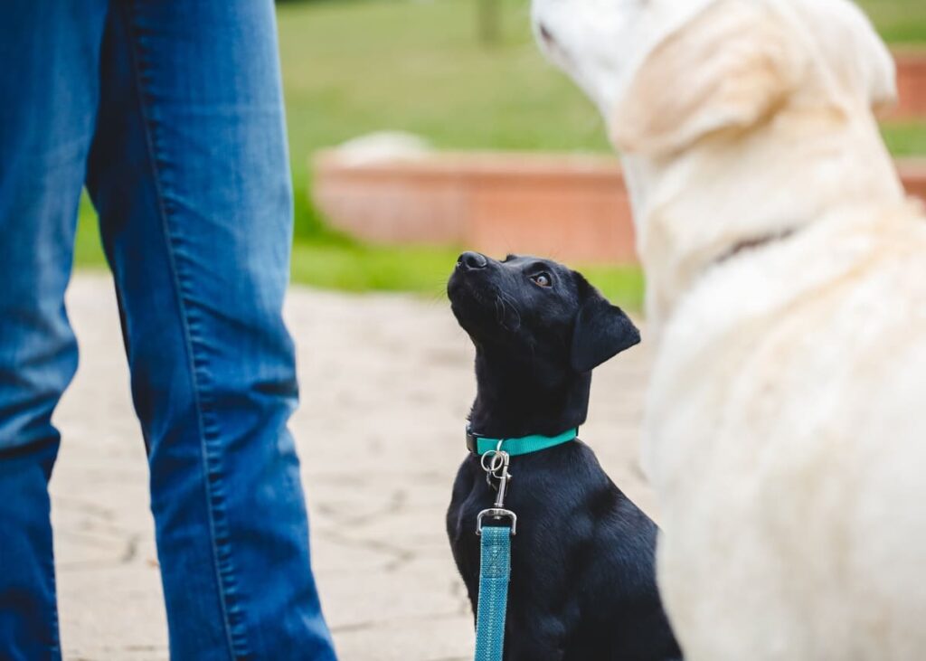 Adiestramiento canino positivo: Evitar los castigos