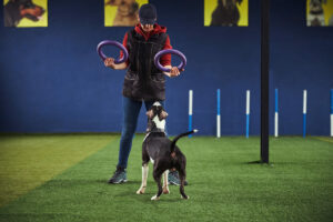 Adiestramiento Canino