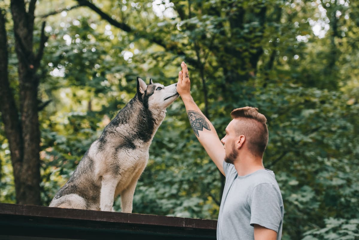 Imagen destacada de “Adiestramiento canino positivo: cómo corregir conductas agresivas sin castigos”