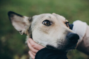 Etología Canina y Felina