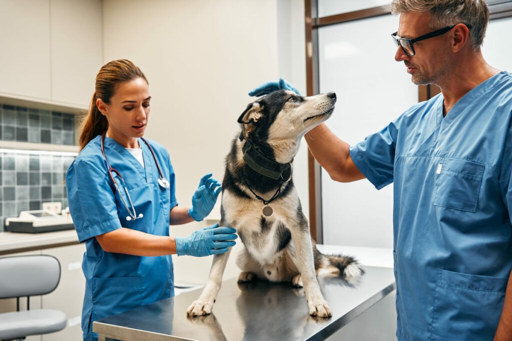 Esterilización de mascotas: Asistencia durante la cirugía
