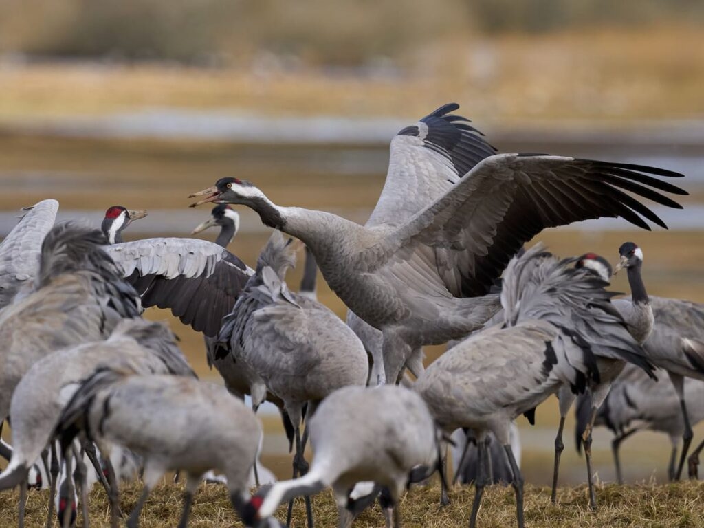 La importancia del seguimiento de las aves migratorias