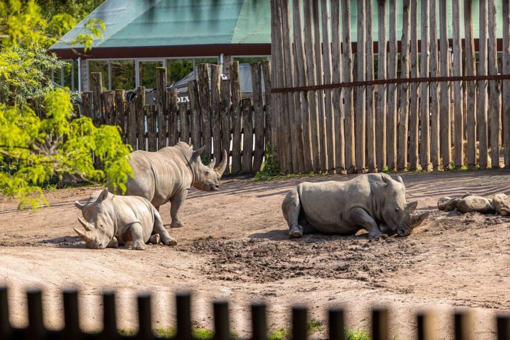 Bienestar animal en zoológicos y acuarios: Monitoreo del comportamiento y salud mental