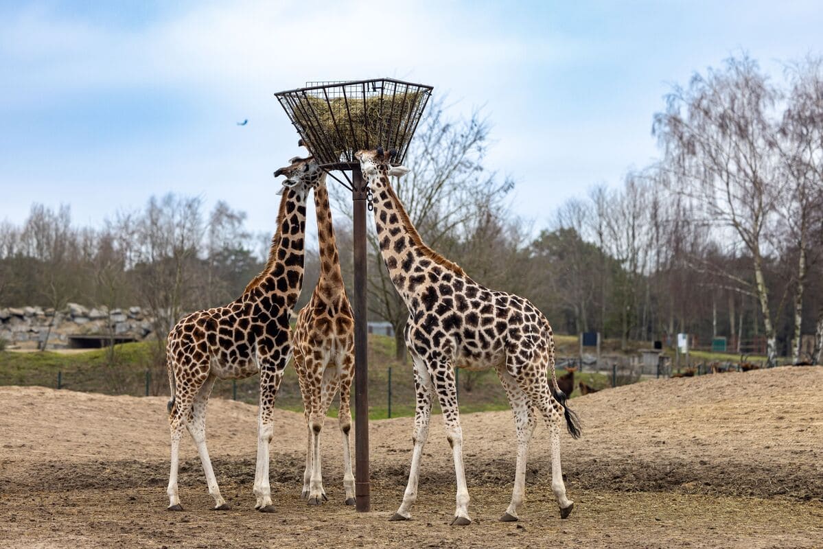 Imagen destacada de “Cómo garantizar el bienestar animal en zoológicos y acuarios”