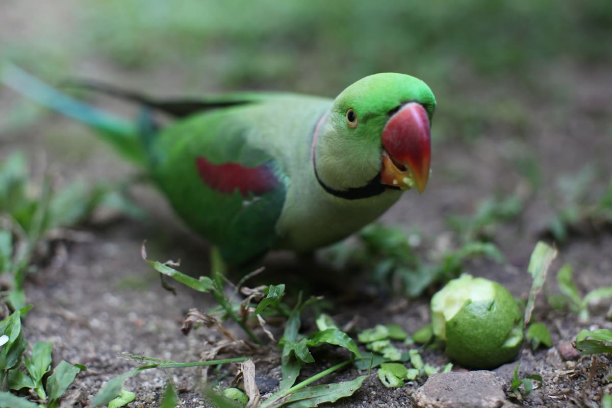 Imagen destacada de “Cómo prevenir el estrés en aves exóticas: consejos prácticos para cuidadores”