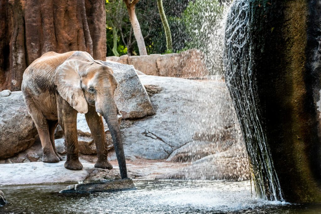 Fases de la rehabilitación de animales salvajes