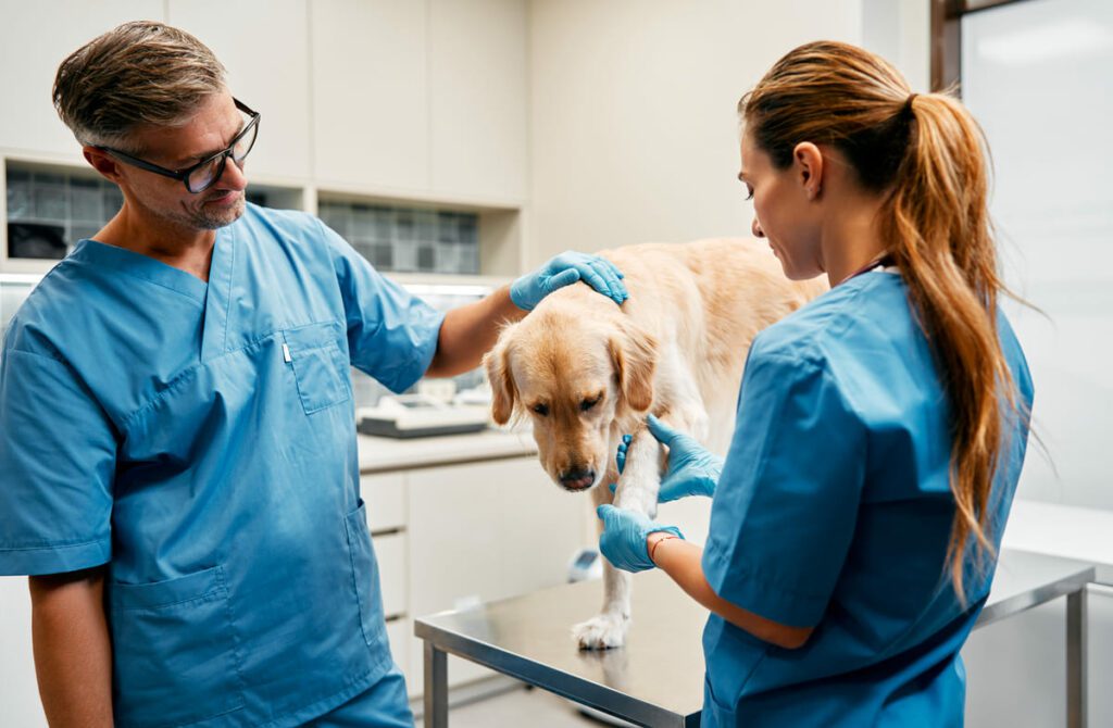 Funciones del auxiliar de veterinario en la atención a animales con necesidades especiales: Apoyo en el diagnóstico y tratamiento
