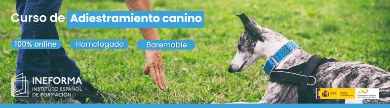 Curso de Adiestramiento canino