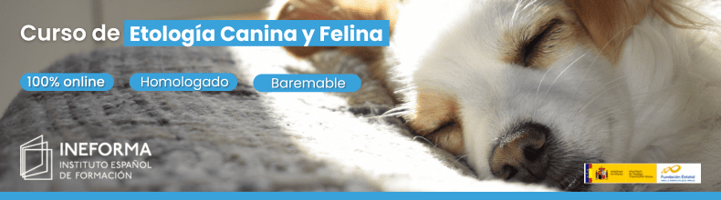 Curso de Etología Canina y Felina