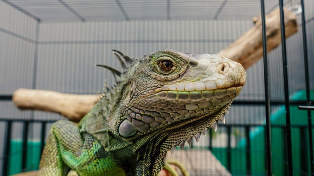 Errores comunes en la alimentación de animales exóticos