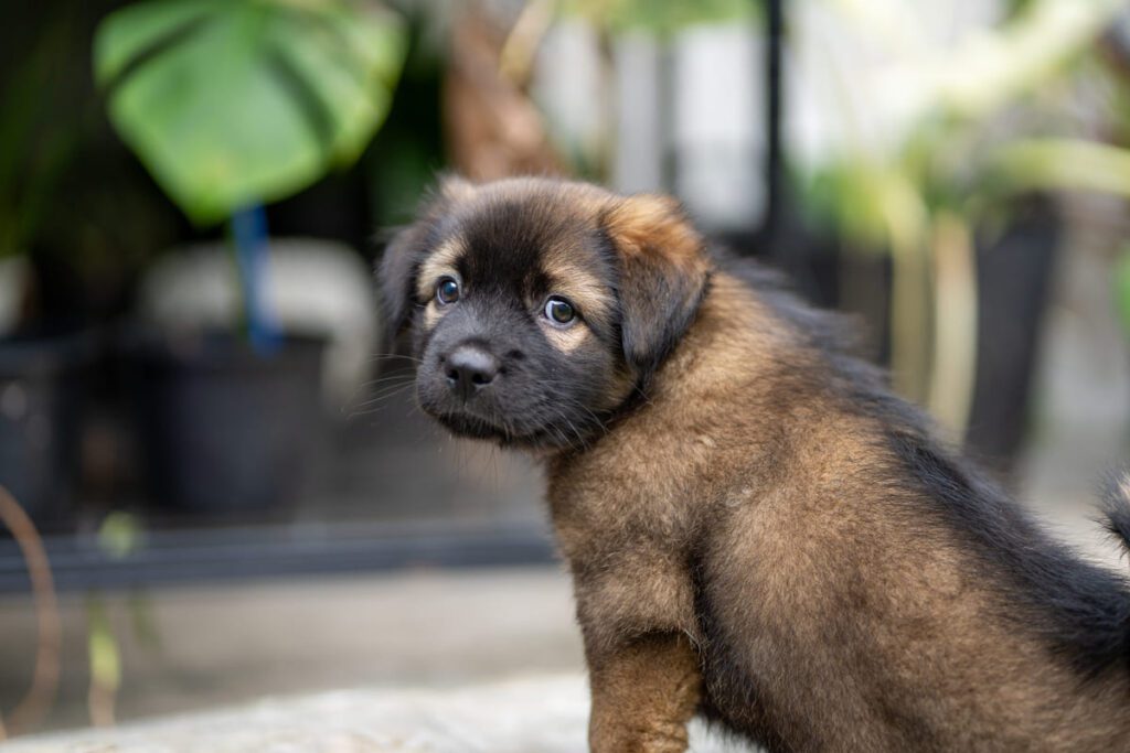 Etapa de cachorro: socialización y aprendizaje básico (0-6 meses)