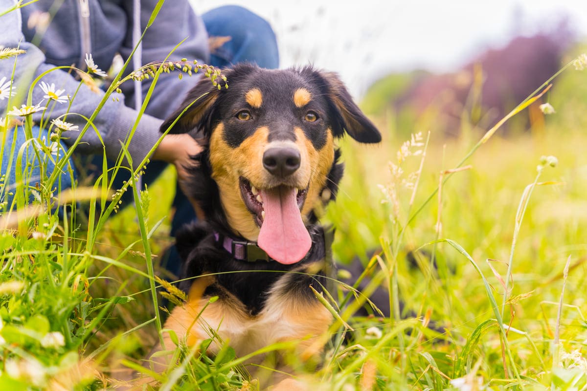 Imagen destacada de “Etapas del adiestramiento de un perro: desde cachorro hasta adulto”
