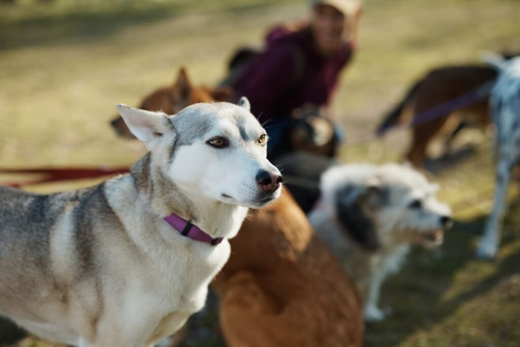 Qué hace un educador canino profesional