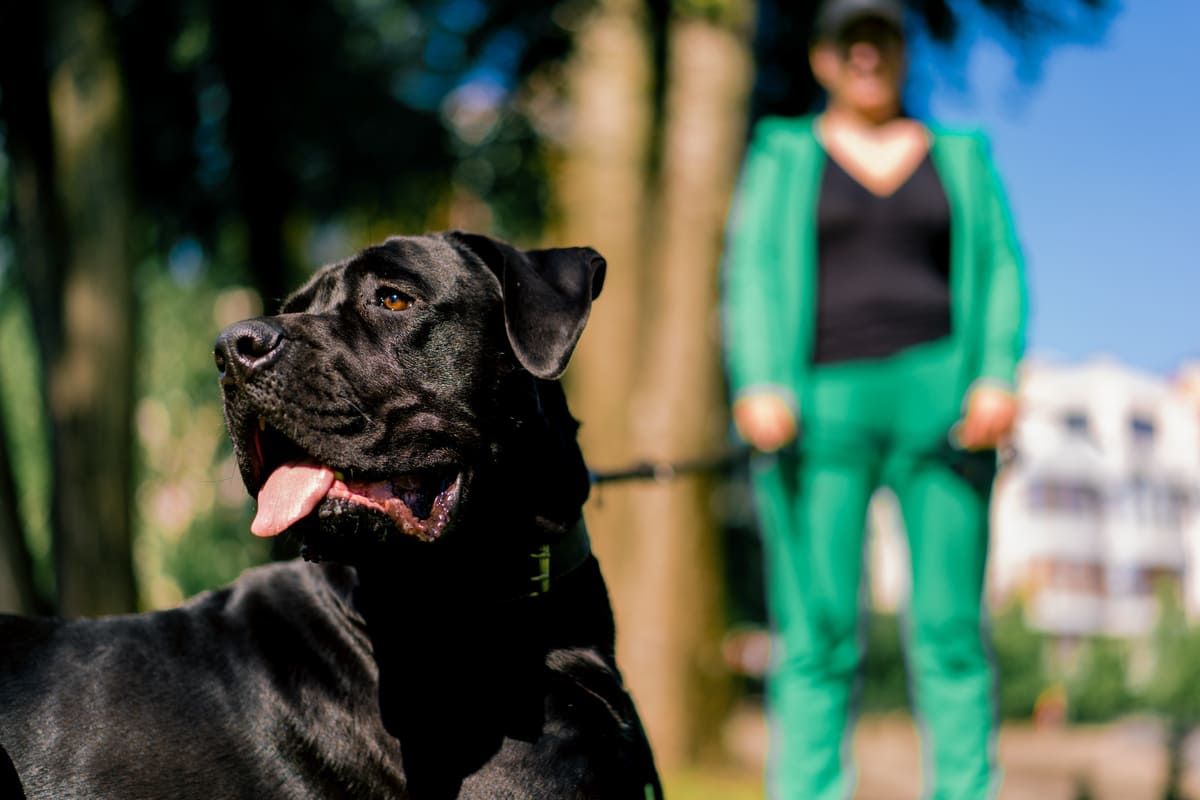 Imagen destacada de “Cómo conseguir clientes como adiestrador canino”